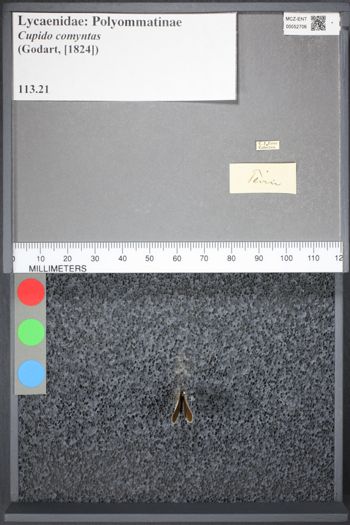 Media type: image;   Entomology 52706